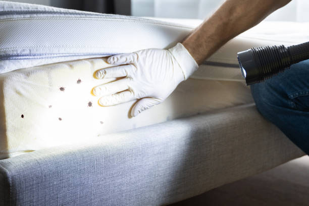 Best Bed Bug Extermination  in East Foothills, CA
