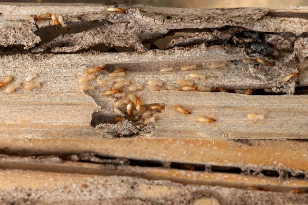 Best Best Pest Control Companies  in East Foothills, CA
