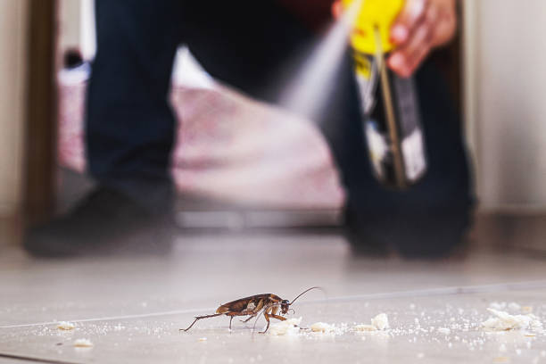 Best Flea Control Services  in East Foothills, CA