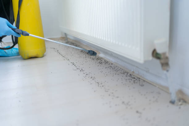 Best Affordable Pest Control Services  in East Foothills, CA